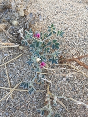 Indigofera gariepensis