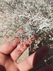 Indigofera adenocarpa