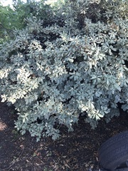 Pittosporum tobira