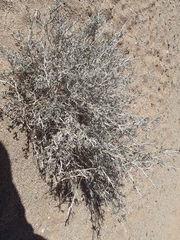 Indigofera adenocarpa