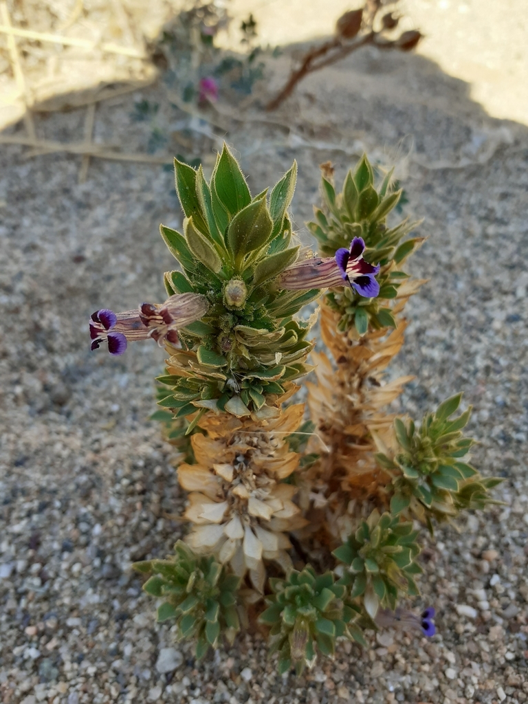 Aptosimum viscosum (Aptosimum viscosum)