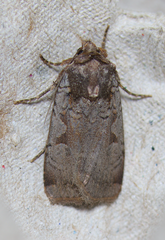 Parabagrotis insularis