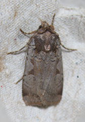 Parabagrotis insularis