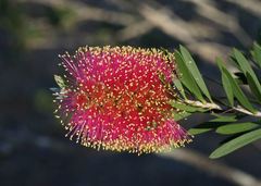 Melaleuca wimmerensis