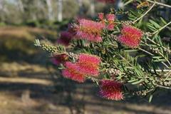 Melaleuca wimmerensis