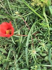 Portulaca grandiflora