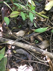 Piper excelsum excelsum