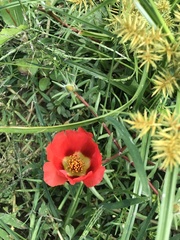 Portulaca grandiflora