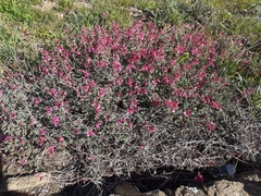 Indigofera meyeriana