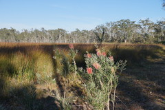 Melaleuca wimmerensis