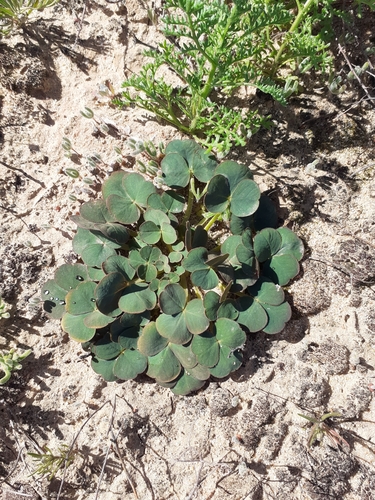 Oxalis stenoptera (Oxalis stenoptera)