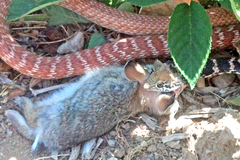 Masticophis flagellum piceus