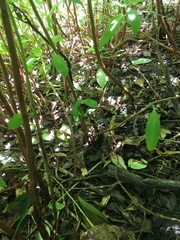 Haloragis erecta erecta