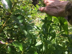 Haloragis erecta erecta