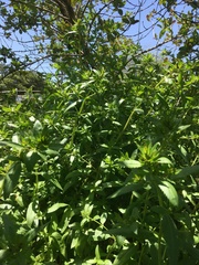 Haloragis erecta erecta