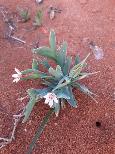 Image of Lapeirousia arenicola by (c) Brian du Preez, some rights reserved (CC BY-SA)