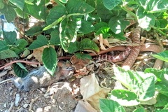 Masticophis flagellum piceus