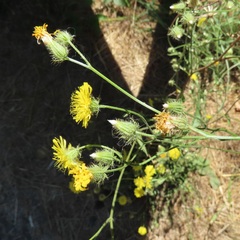 Crepis setosa