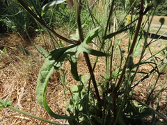 Crepis setosa
