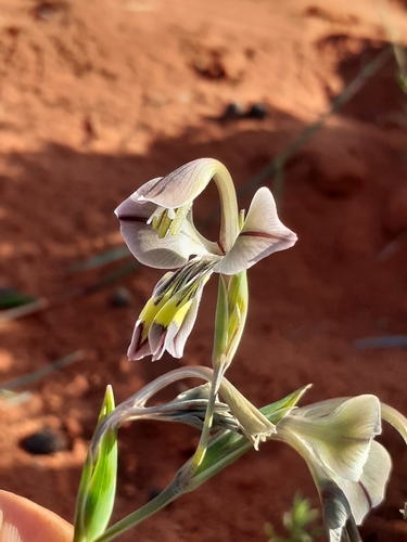 Image of Gladiolus orchidiflorus by (c) Brian du Preez, some rights reserved (CC BY-SA)
