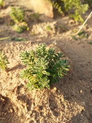 Oxalis hirta polioeides