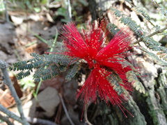 Calliandra hirsuta