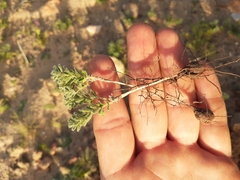 Oxalis hirta polioeides