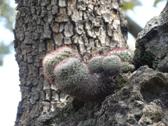 Mammillaria jaliscana jaliscana
