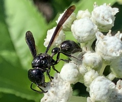 Zethus spinipes spinipes