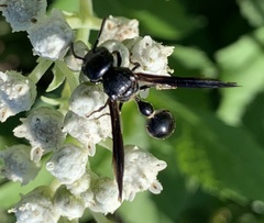 Zethus spinipes spinipes