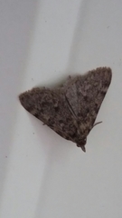 Aglossa pinguinalis