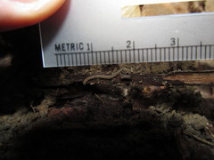 Andrognathus corticarius