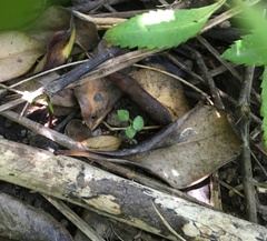 Piper excelsum excelsum