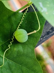 Passiflora lutea