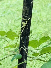 Passiflora lutea