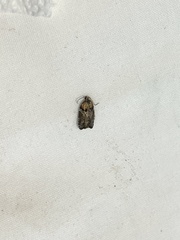 Acleris variana