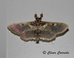 Apilocrocis brumalis