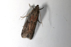 Vitula edmandsii