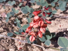 Indigofera discolor