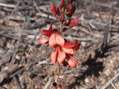Indigofera discolor