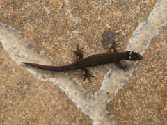 Pseudogonatodes
