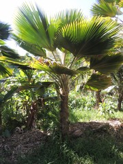 Pritchardia