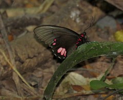 Parides sesostris