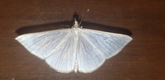 Palpita flegia