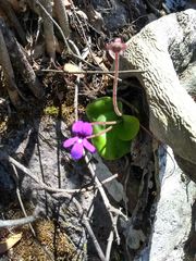 Pinguicula moranensis