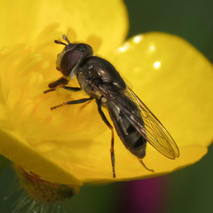 Platycheirus stegnus