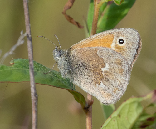 Common Ringlet, Lucas County, OH, USA, photo 4 of 10