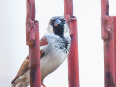 Passer domesticus