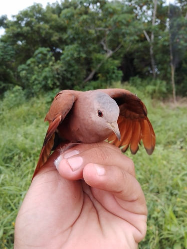 Ruddy Ground Dove, photo 10 of 10