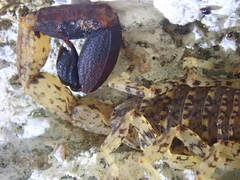 Tityus mattogrossensis